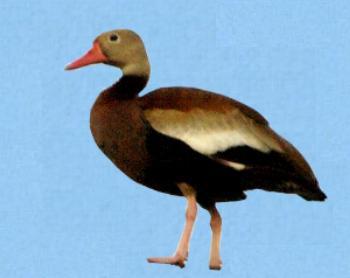 whistling Duck